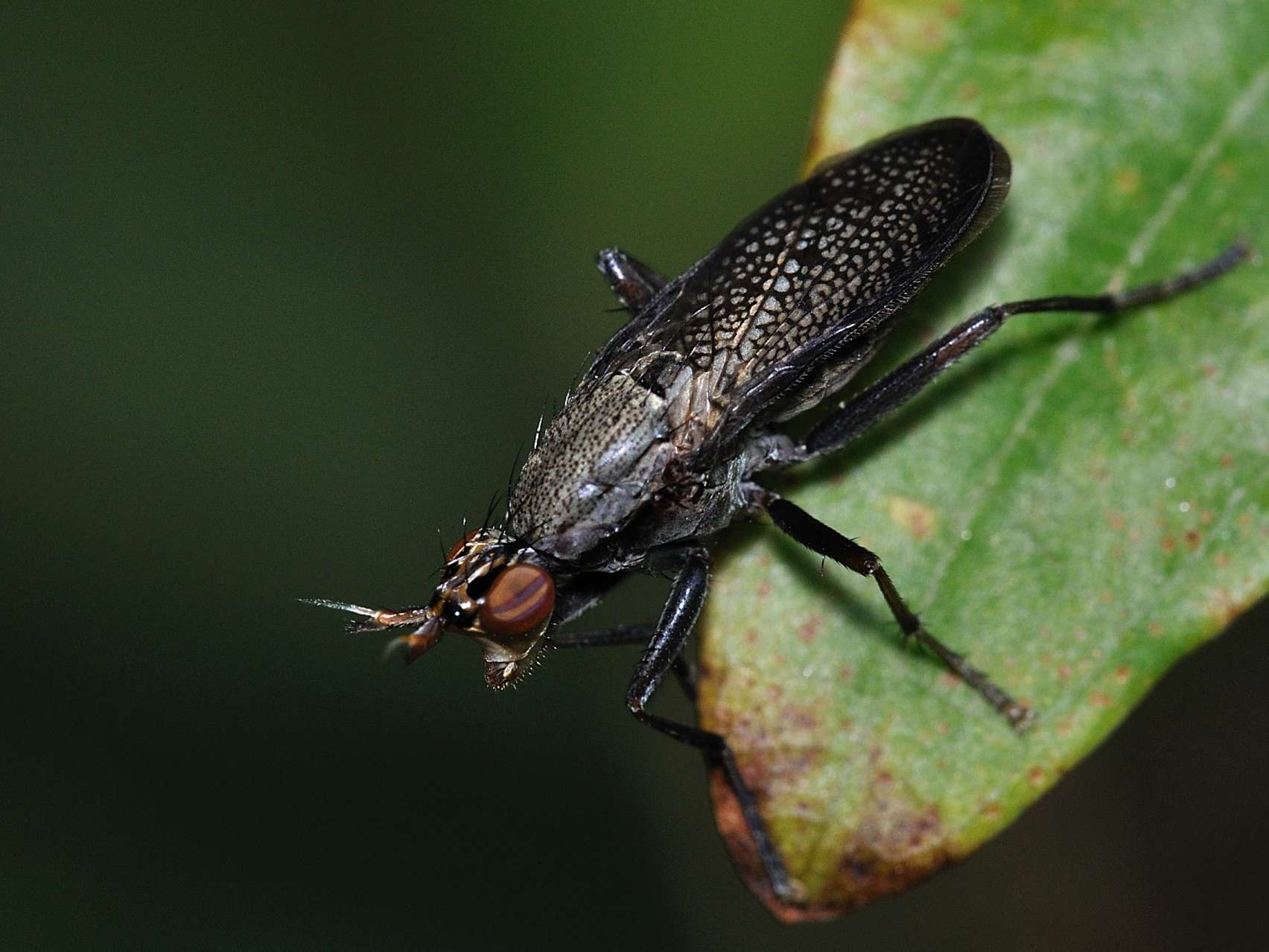 Sciomyzidae - Limnia sp. ??